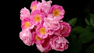 蔷薇花花语图片_14
