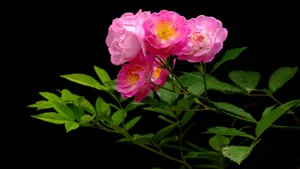 蔷薇花花语图片_15