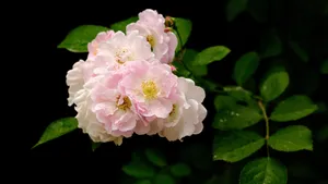 蔷薇花花语图片_16
