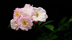 蔷薇花花语图片_17