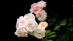 蔷薇花花语图片_18