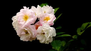 蔷薇花花语图片_19