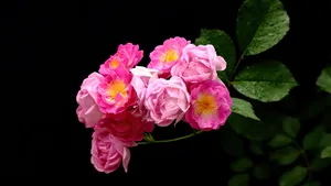 蔷薇花花语图片_20