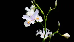 鸢尾花花语图片_4