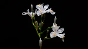鸢尾花花语图片_8