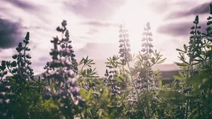 美丽的羽扇豆花海风景图片_5