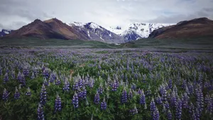 美丽的羽扇豆花海风景图片_6