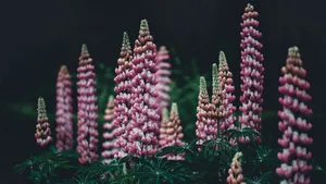 美丽的羽扇豆花海风景图片_8