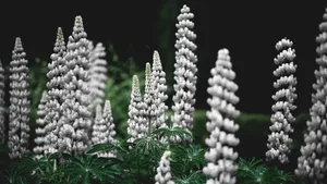 美丽的羽扇豆花海风景图片_9