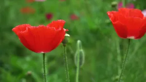 虞美人花虞美人图片_5