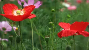 虞美人花虞美人图片_8