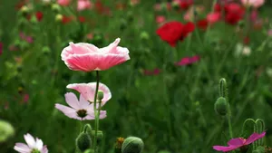 虞美人花虞美人图片_9