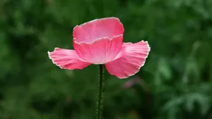 虞美人花虞美人图片_12