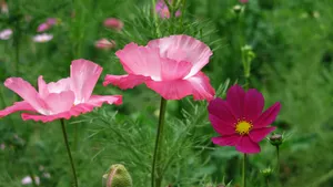 虞美人花虞美人图片_16
