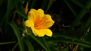 萱草花花语图片壁纸_2