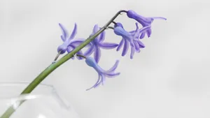 好看的紫色花朵花卉图片_8