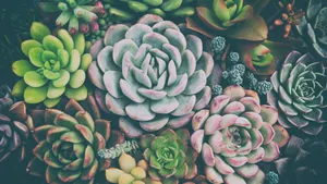 多肉植物品种图片_2