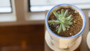 多肉植物品种图片_3
