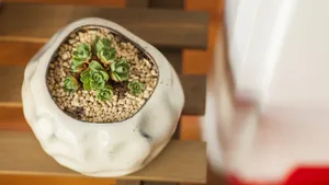 多肉植物品种图片_4