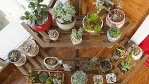多肉植物品种图片_6