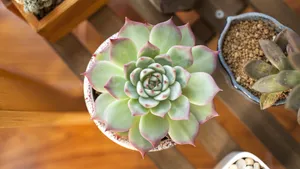多肉植物品种图片_8