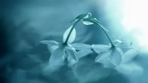高清鲜花花卉图片壁纸_3