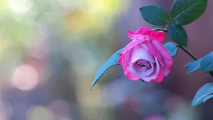 高清鲜花花卉图片壁纸_4