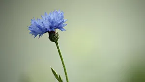 高清鲜花花卉图片壁纸_5