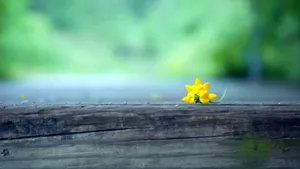 高清鲜花花卉图片壁纸_6