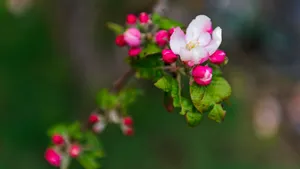高清鲜花花卉图片壁纸_7