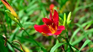 萱草花图片_5