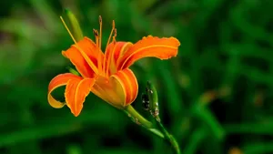 萱草花图片_6