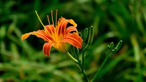 萱草花图片_10
