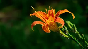 萱草花图片_12