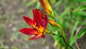 萱草花图片_14