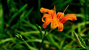 萱草花图片_15