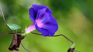 植物牵牛花图片壁纸_2