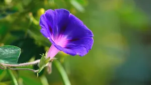 植物牵牛花图片壁纸_3