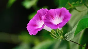 植物牵牛花图片壁纸_4