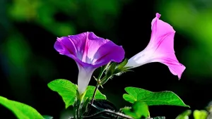 植物牵牛花图片壁纸_5