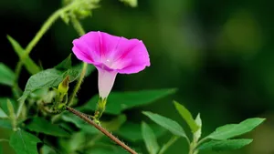 植物牵牛花图片壁纸_6