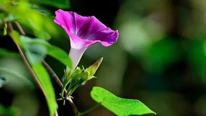 植物牵牛花图片壁纸_7