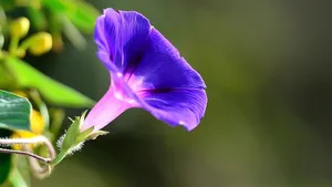 植物牵牛花图片壁纸_8