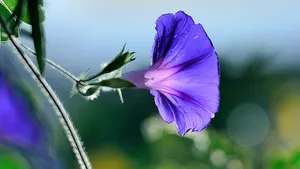 植物牵牛花图片壁纸_9
