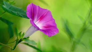 植物牵牛花图片壁纸_10