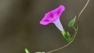 植物牵牛花图片壁纸_11