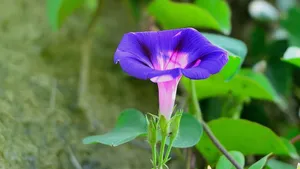 植物牵牛花图片壁纸_12