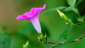 植物牵牛花图片壁纸_13