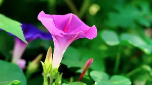 植物牵牛花图片壁纸_15