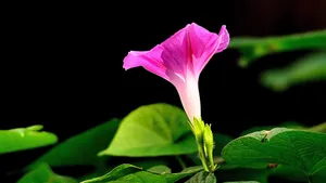植物牵牛花图片壁纸_16